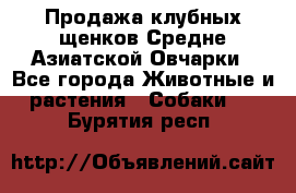 Продажа клубных щенков Средне Азиатской Овчарки - Все города Животные и растения » Собаки   . Бурятия респ.